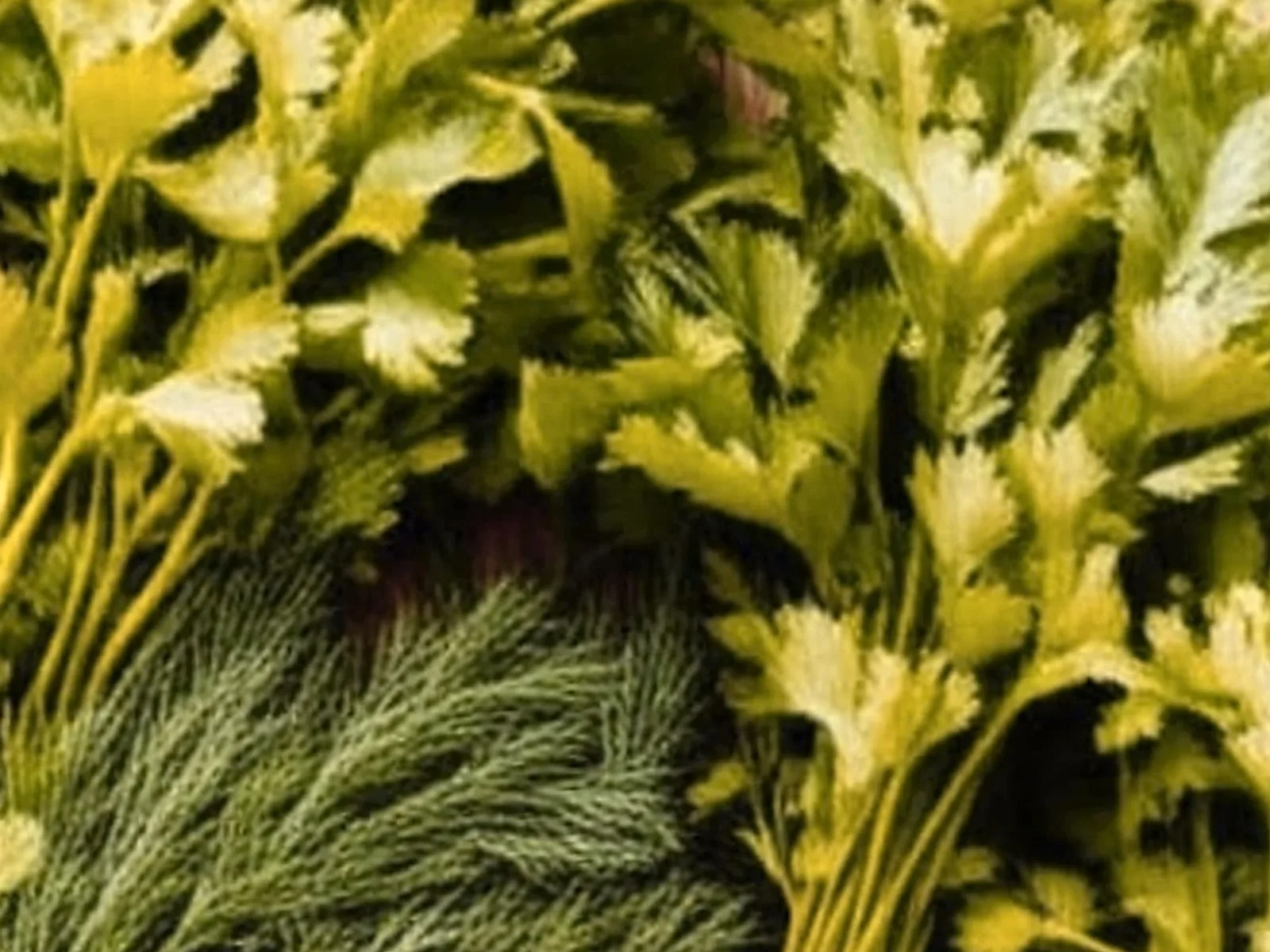 Sherebela – Çaj dhe Përdorime - recetë tradicionale shqiptare salce & turshi nga Tirane