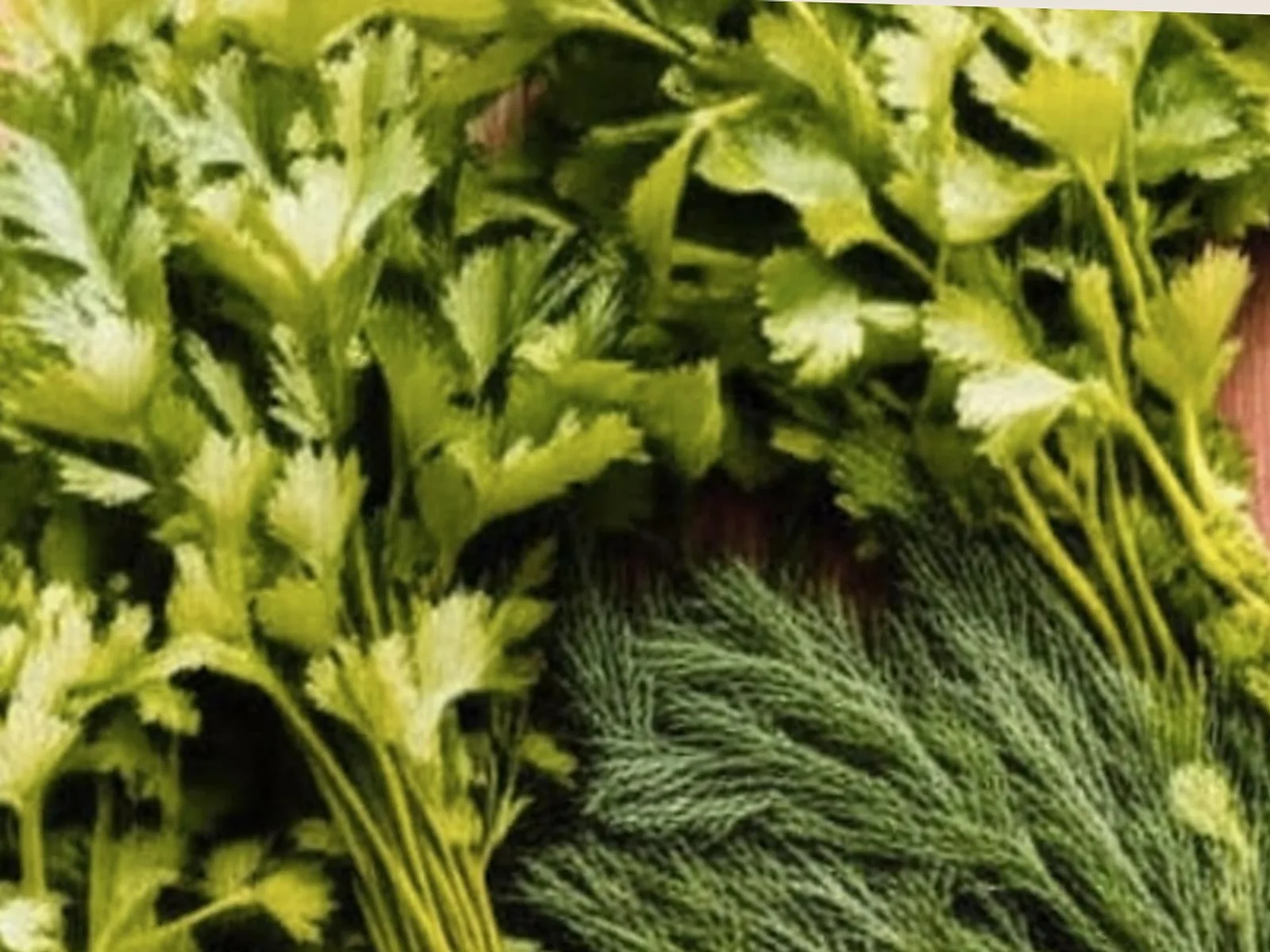 Kajsi – Reçel dhe Ëmbëlsira - recetë tradicionale shqiptare salce & turshi nga Elbasan