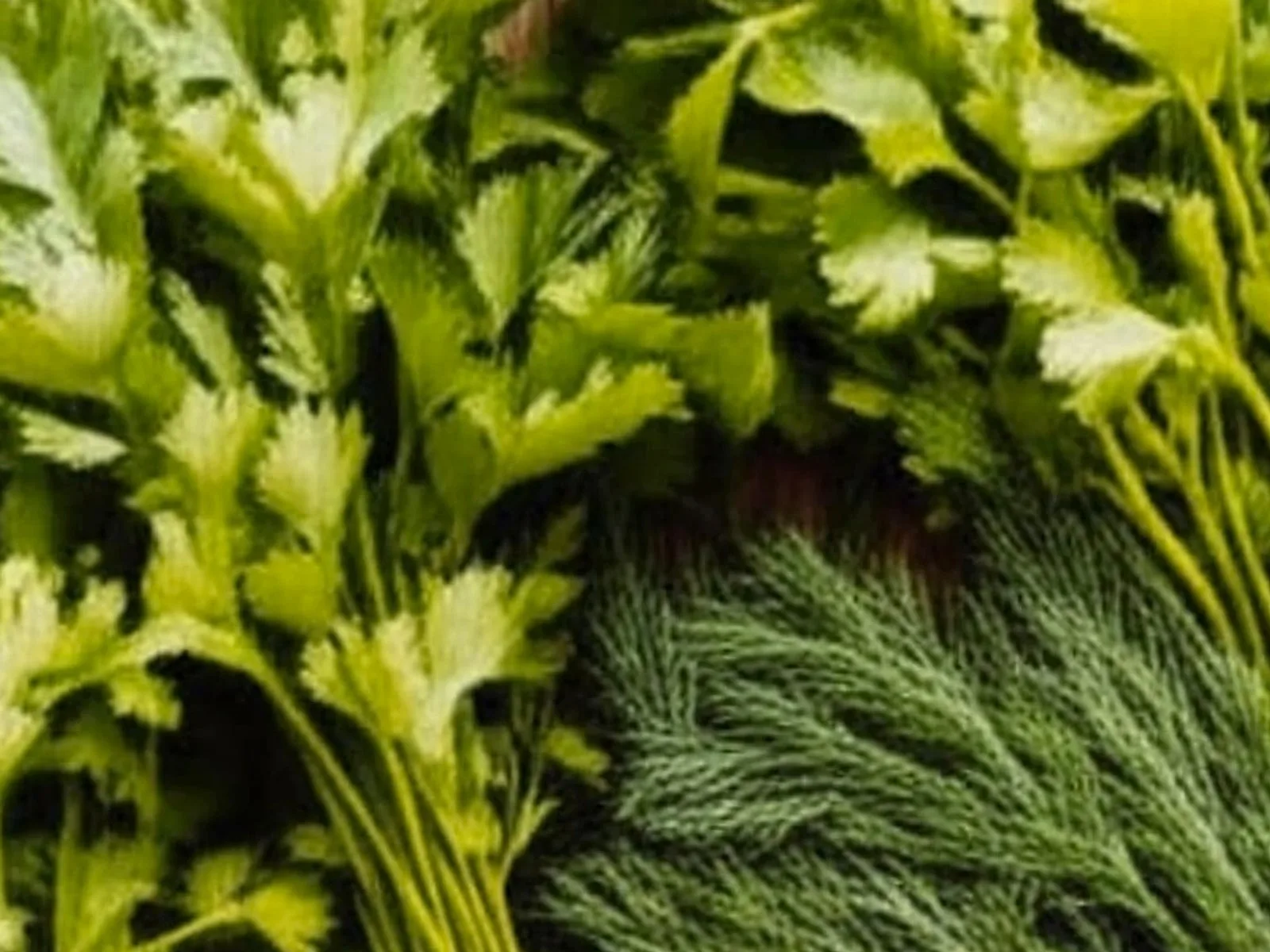 Tartufi i Çokollatës Shtëpie - recetë tradicionale shqiptare embelsira nga Korce